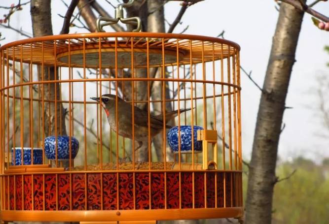 天气晴好 遛遛鸟