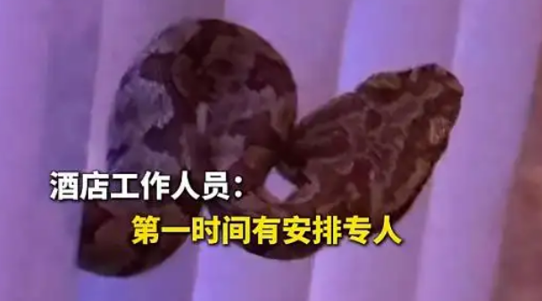 酒店大堂惊现毒蛇，小孩以为是假蛇还去摸了，店方：已放生