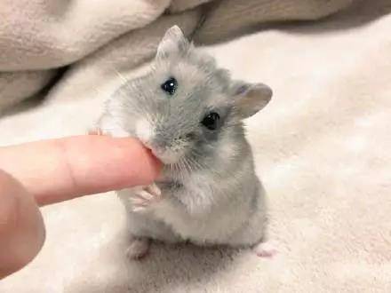 养只会撒娇的小仓鼠吧~