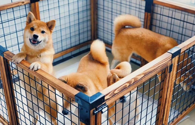 宠物上门洗澡 | 上门给“汪星人”洗澡 撬动宠物O2O市场