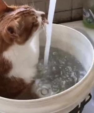 主人用大塑料桶给猫咪洗澡,猫:泡着澡喝着水,真是喵生一大快事