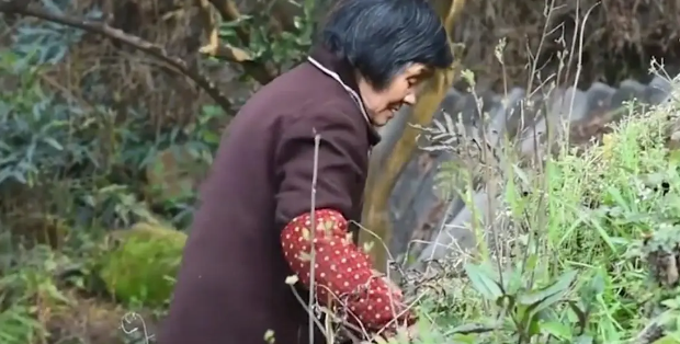 广东老太在山上捡了只小野猫养,养大后人懵了