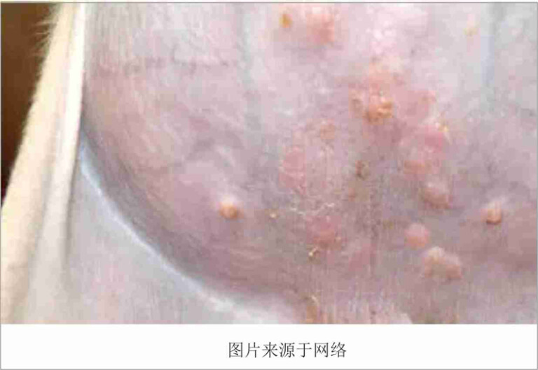 狗狗常见的皮肤病及治疗方法（含狗狗常见皮肤病图片）