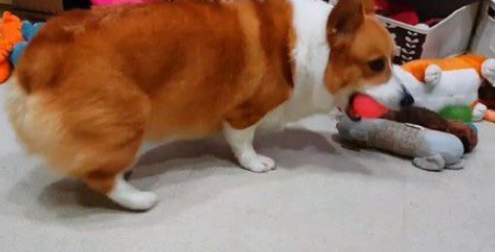 爸爸说要洗澡柯基翻脸大吵 马麻一出动秒答应