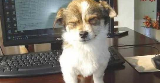 小奶狗拒绝洗澡,主人假装生闷气,下一秒狗的动作太可爱了