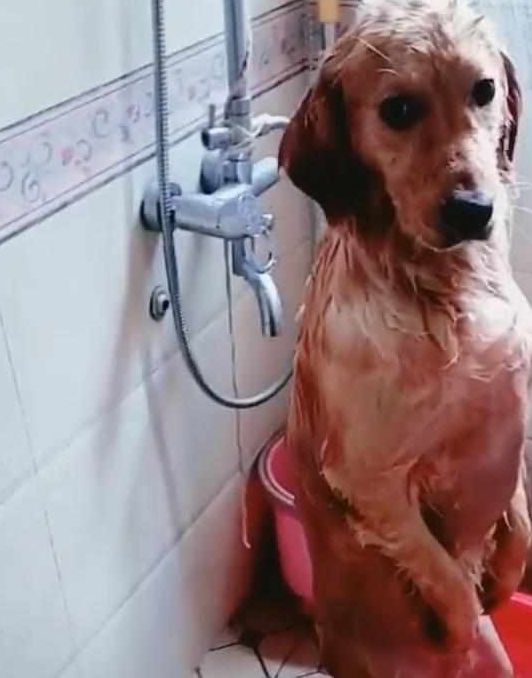 金毛在浴室洗澡,主人接电话忘记这茬,想起后跑过去看到眼前这幕