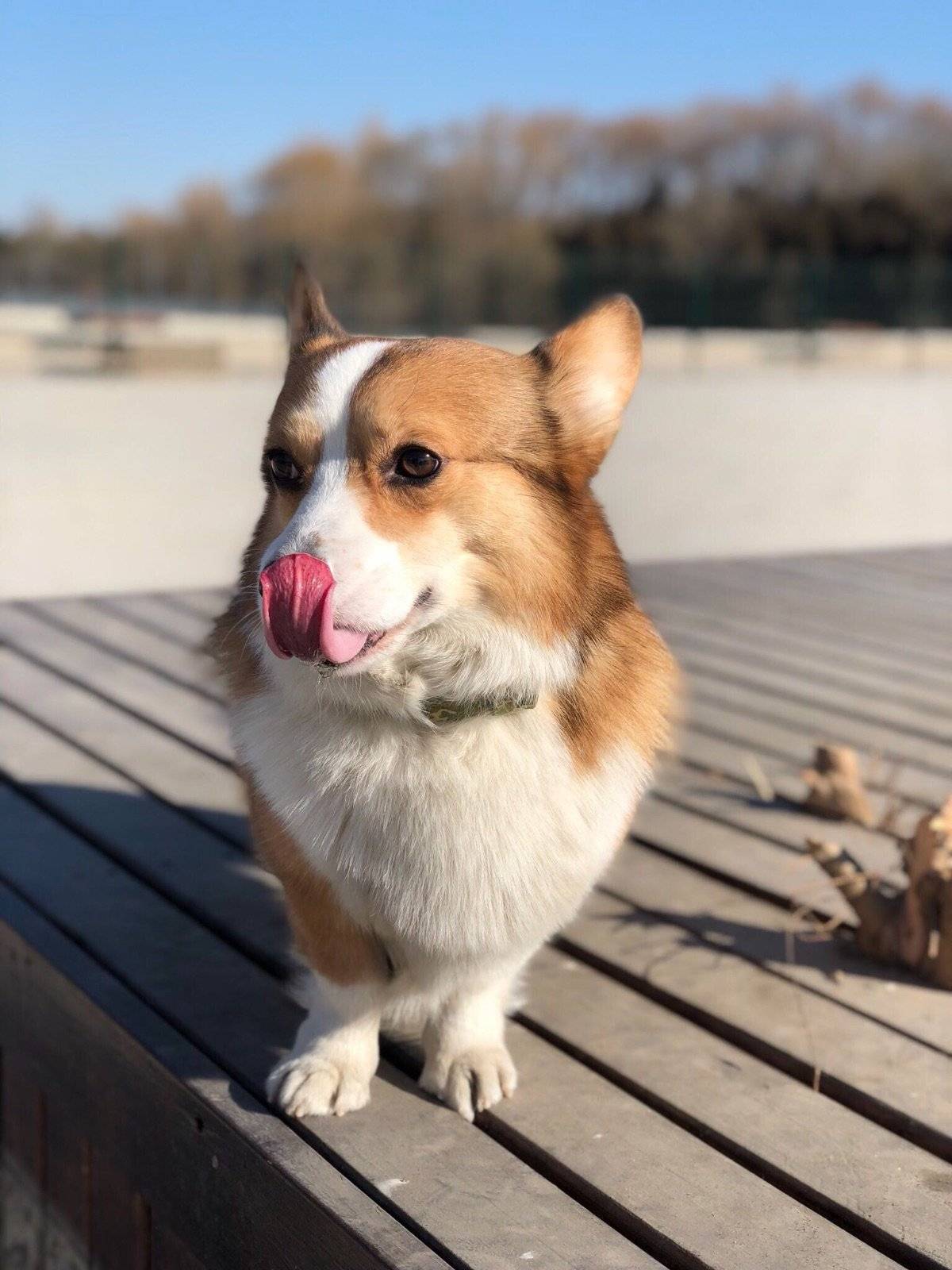 晴朗天气下的短途旅行~这个公园还不错~心情美美哒~