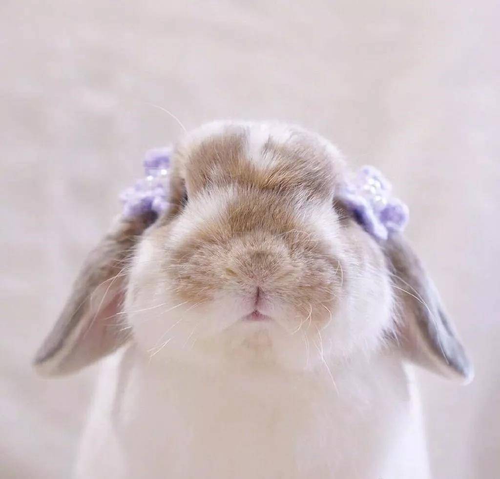 肉乎乎的小脑瓜兔子,超级萌了!