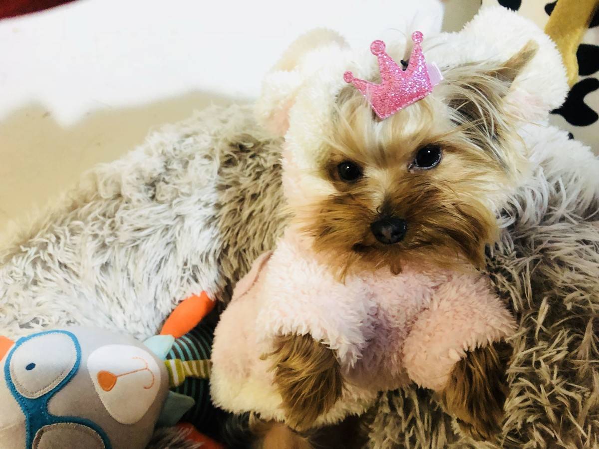 卖萌是本宝宝的日常~