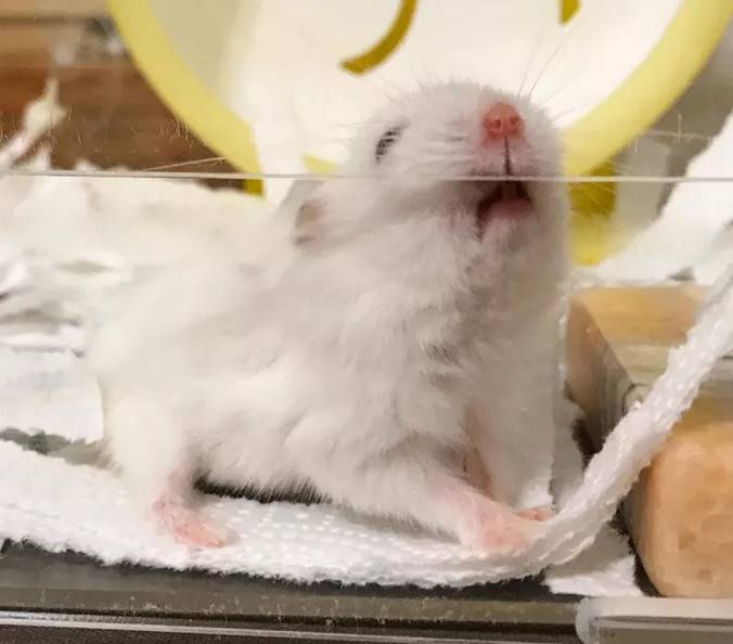 超爱仰头睡觉的小仓鼠