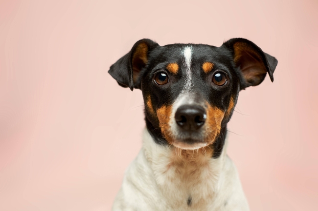 家养杰克罗素梗犬摄影图片