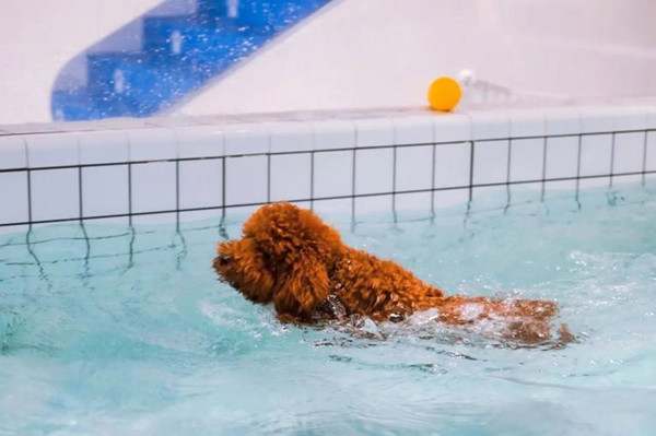 泰迪犬会学游泳吗?