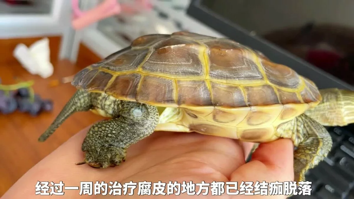 乌龟腐皮腐甲原因，及处理方法！