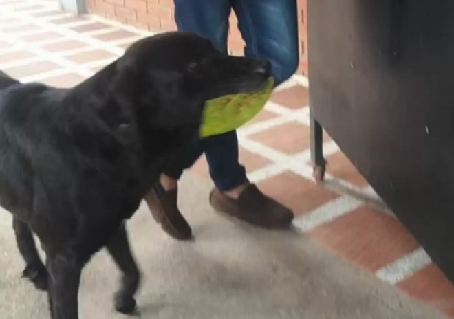 狗狗在校园当保安之余,还会用树叶去小卖铺买零食吃