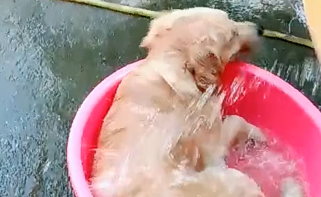 金毛卧躺在洗澡桶里,遭受了主人不法看待,确是一脸欢呼雀跃