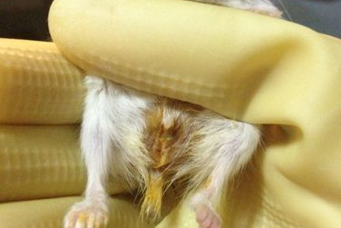 仓鼠拉肚子怎么办