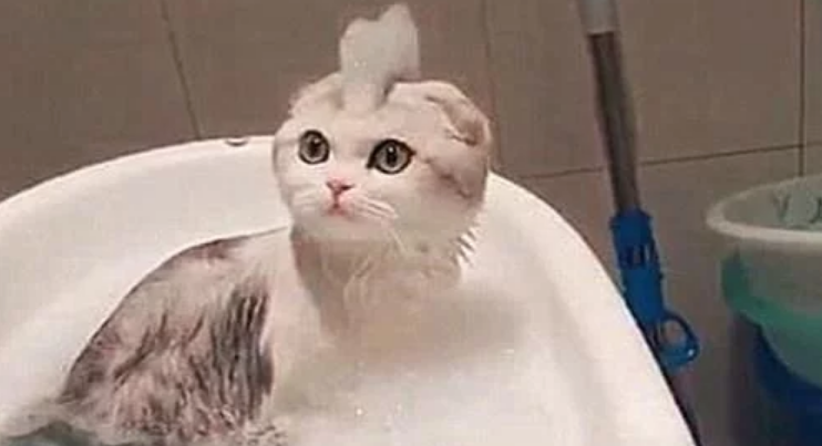 给猫咪洗澡，中途出去拿了条毛巾，回来一看猫咪的新造型笑到岔气