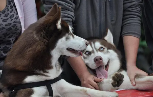 你们说,狗通用的宠物沐浴露好不好?