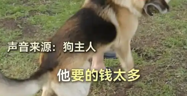 女子骑车被狗撞倒身亡，狗主人就在旁边！狗主人：赔不起