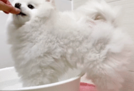 博美和大白熊洗澡的区别,对比简直太惨烈