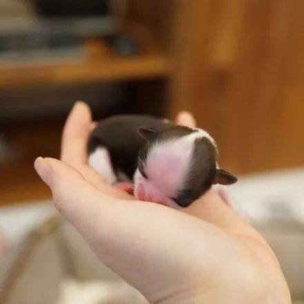 捧在手心里要萌化了....