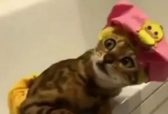 猫咪准备洗澡时,主人突然有急事离开,随后猫咪小表情笑翻网友
