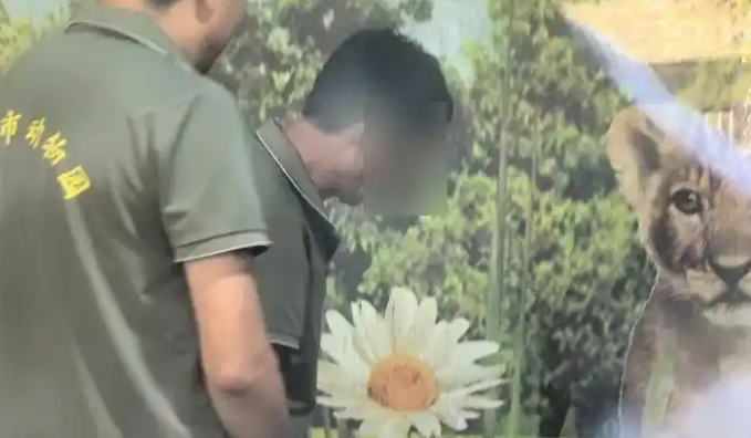 山东一动物园小老虎被打耳光?当地回应:已成立工作专班调查处理