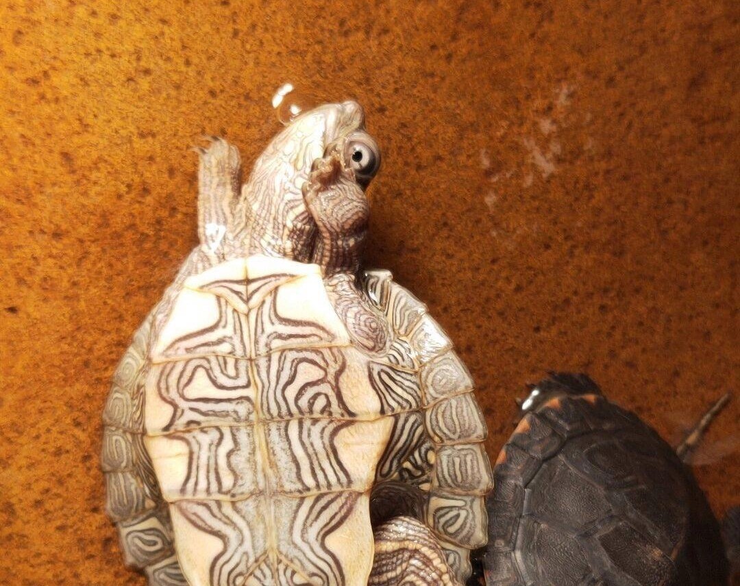 乌龟感冒和肺炎该怎么办？分享下省心稳妥的处理方法