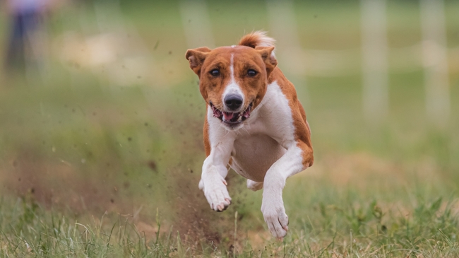 美国猎狐犬图片