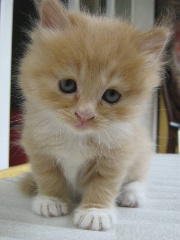 抬头仰望的小猫