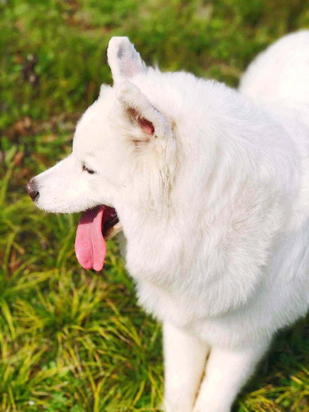 萨摩耶,美不美看图 你们的小可爱来了