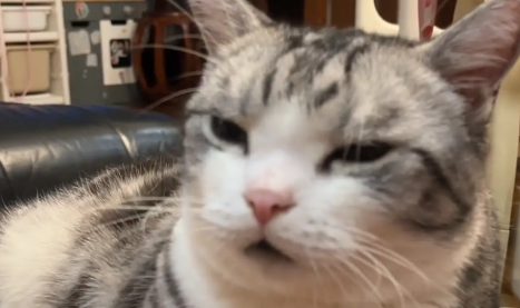 小主人不小心揪掉了猫咪的胡须，天塌了，猫咪却很淡定