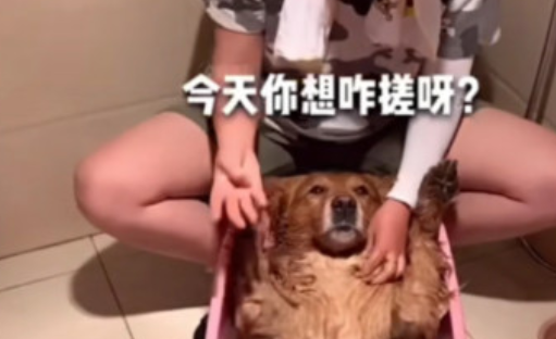 网友给金毛洗澡,就在水里放下一物,金毛立马就跳了起来