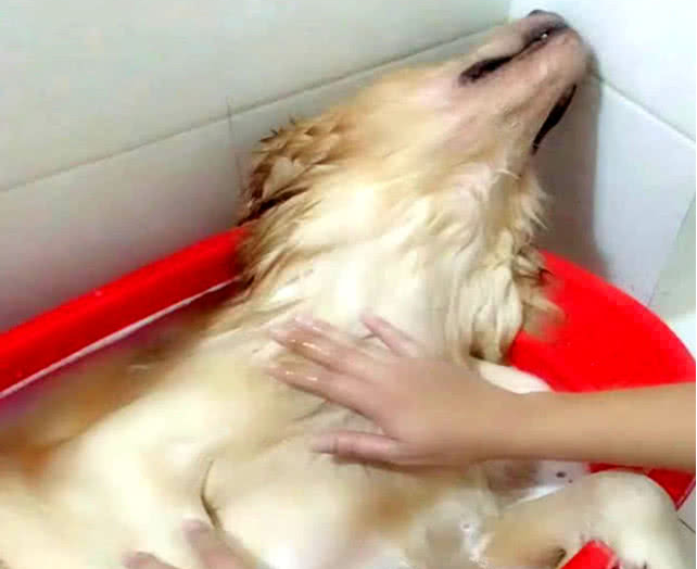 狗狗仰着脑蛋在洗澡,被主人拍了一掌后,小表情笑到许多人肚子痛