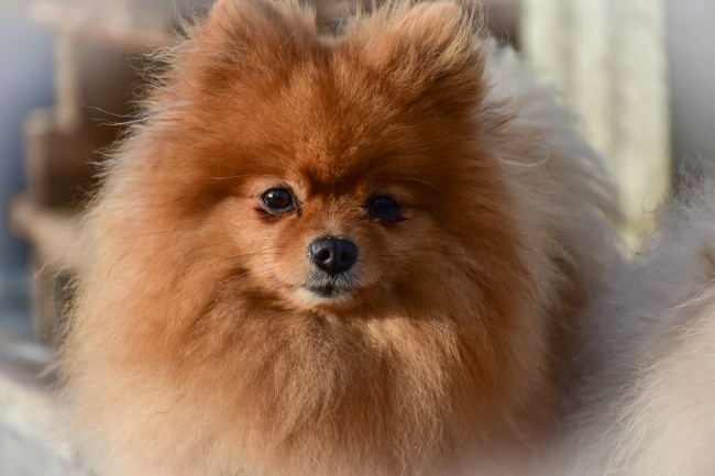 可爱棕色博美犬图片