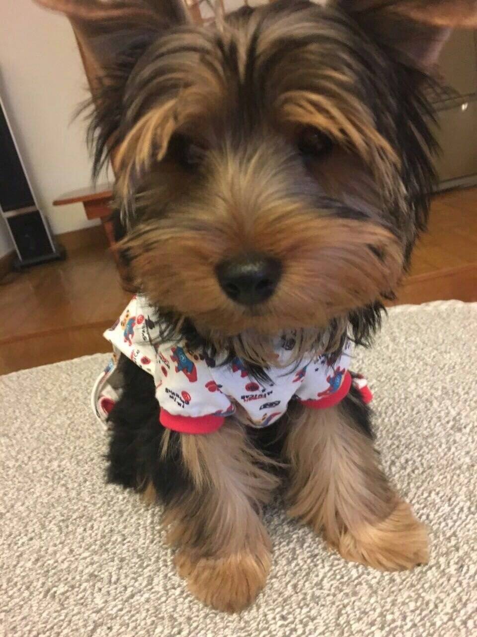 盘点了探探的坐姿~照片告诉你时光匆匆...