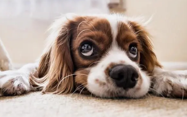 宠物沐浴露的种类有哪些?来这里看看吧