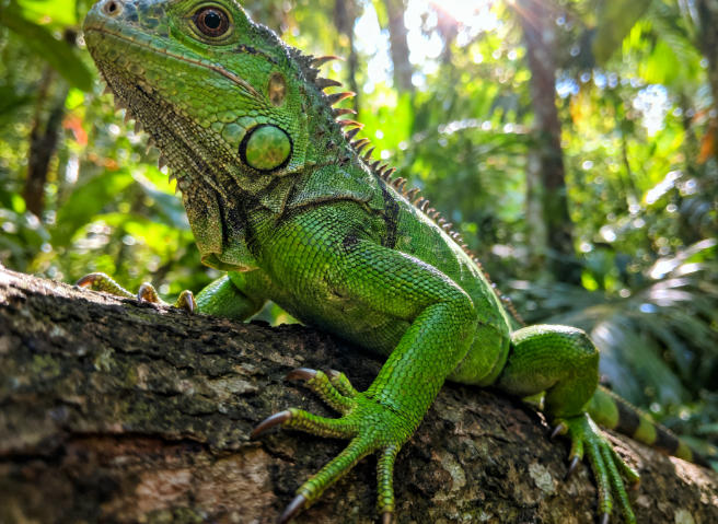 守宫繁殖后体况恢复指南