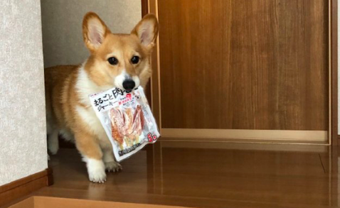 柯基把藏的零食叼了出来,可怜楚楚地看着主人:咱各一半行不?