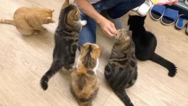 “带着田园猫去宠物店洗澡,却被拒之门外”