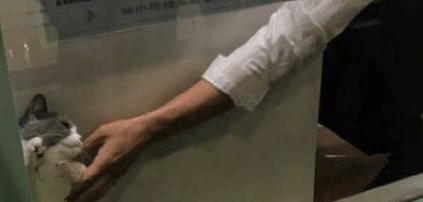 送猫咪去洗澡,进去5分钟听到一声惨叫,主人隔着玻璃笑到扶墙