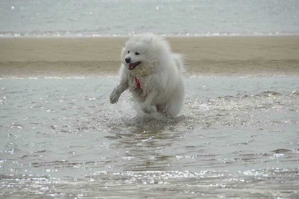 萨摩耶水中的千姿百态
