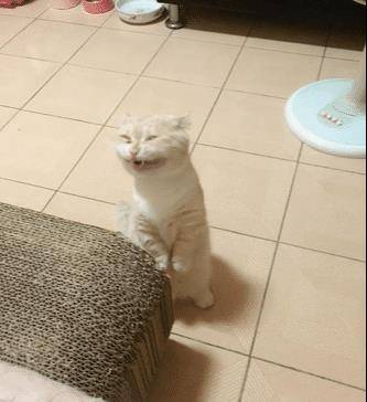 猫咪洗澡竟笑得如此灿烂,原来这一切都是“遗传”惹的祸!