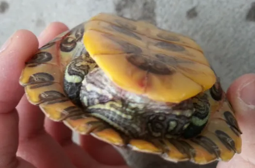 乌龟壳变软了是啥原因？3 种情况及其解决办法