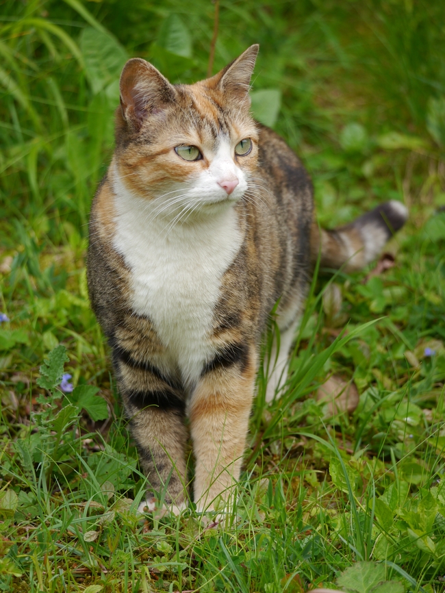 荒野草丛可爱小猫咪图片
