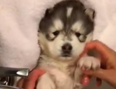 小哈士奇被主人抱去洗澡，眼神里全是惊恐：能不能过两天再洗？