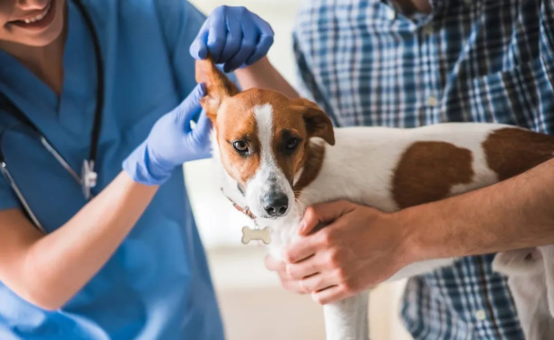 了解狗狗疖病：症状、类型及治疗指南