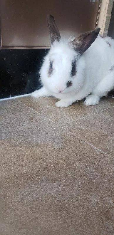 每天捏捏摸摸兔兔，不知不觉就大了