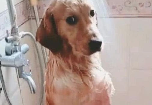 给金毛洗澡时出来接了个电話,回家后见到这一幕立即笑哭?