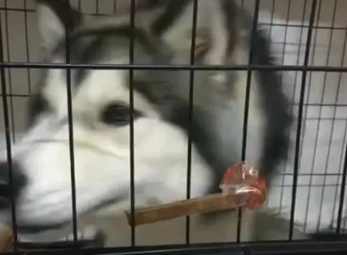 主人把零食粘在笼子上逗二哈，二哈啃得脸都酸了